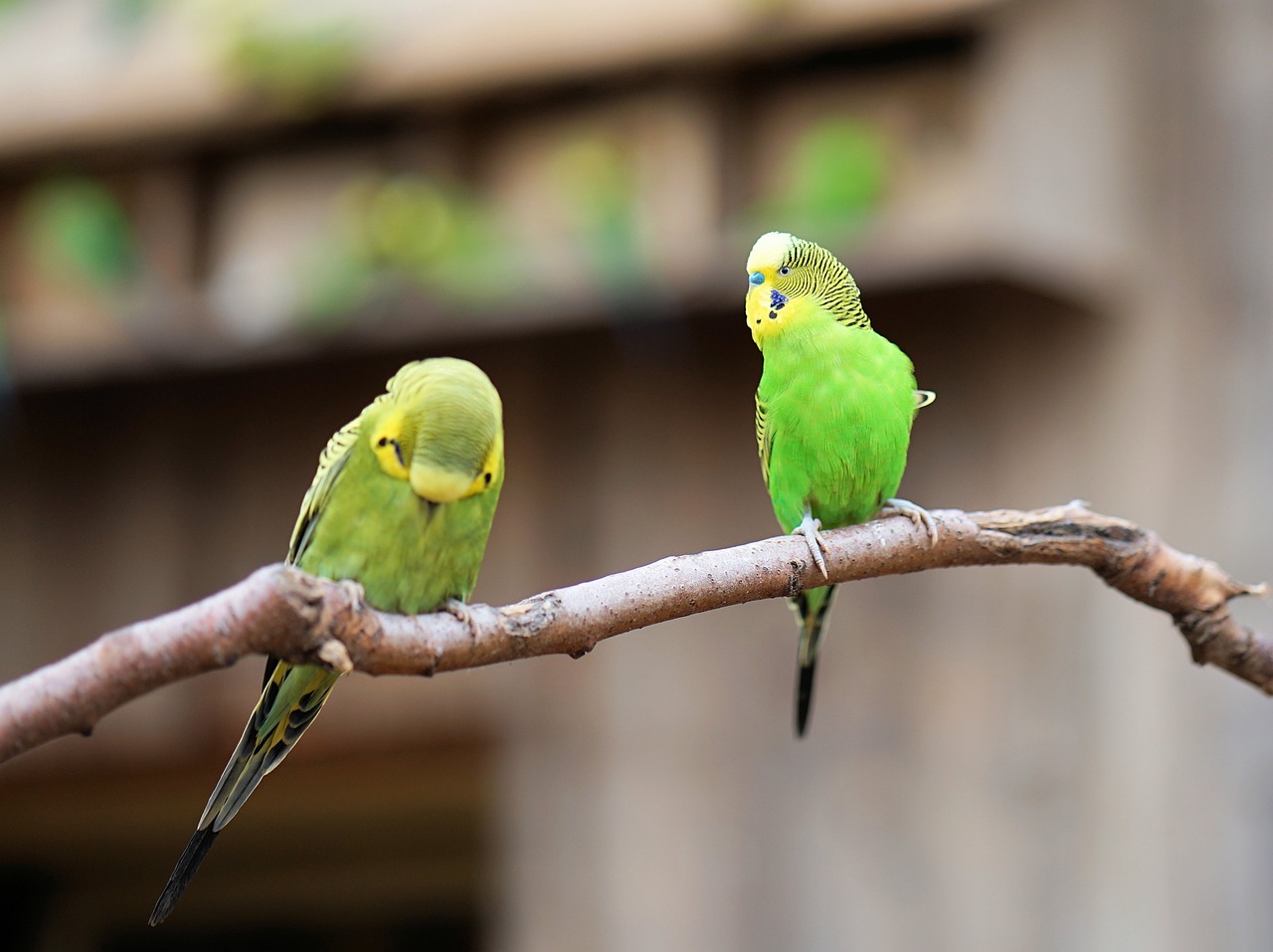 虎皮鹦鹉：小巧玲珑的羽色精灵